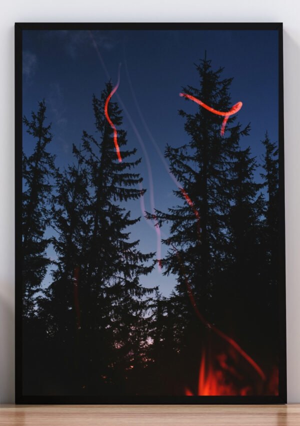 Cuadro foto árboles pino y luces