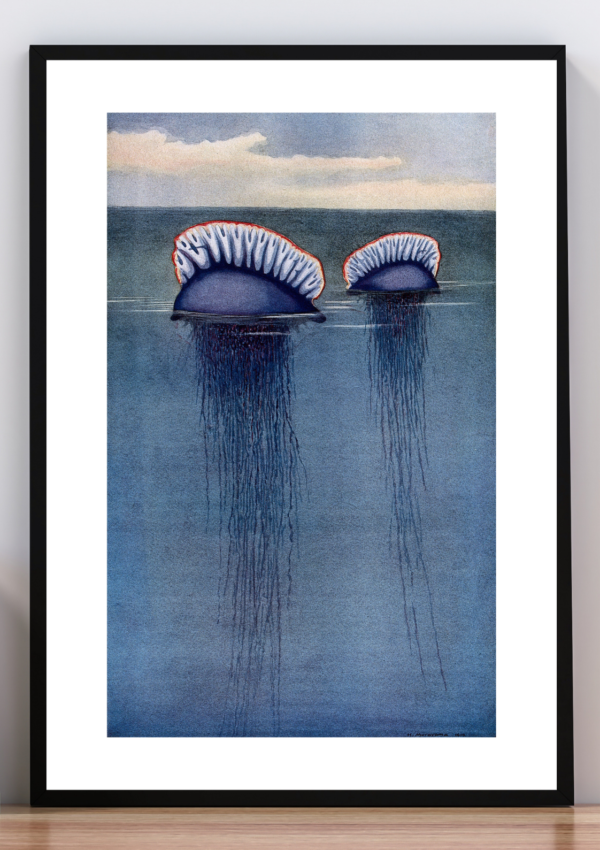 Cuadro carabela portuguesa. George Shaw y Frederick Polydore Nodder. 1790