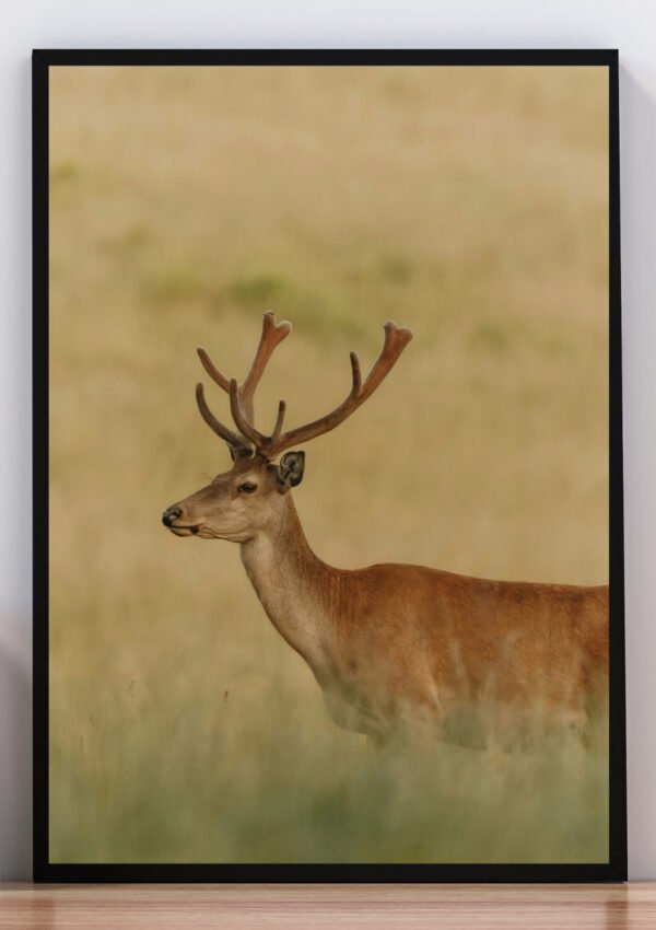 cuadro foto venado