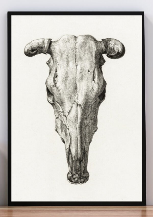 cuadro cráneo de buey