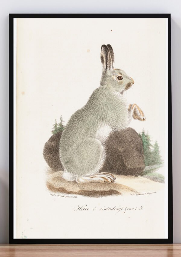 Cuadro ilustración dibujo de conejo