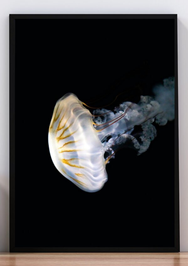 Cuadro ilustración medusa